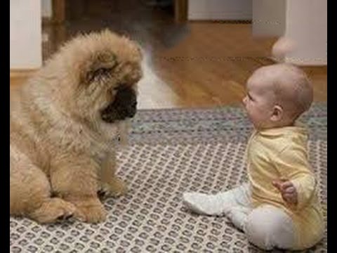 最高の動物 と 会話 最高の動物画像