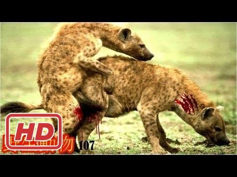 ハプニング１８禁 動物の戦い 野生動物 野生動物 戦い トップ 10 のハイエナの攻撃 Mtube